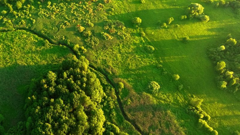 The nature restoration law aims to preserve 30% of Europe’s land and sea for biodiversity